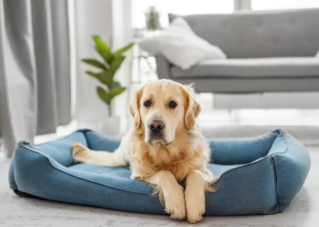 Pet-friendly home cleaning